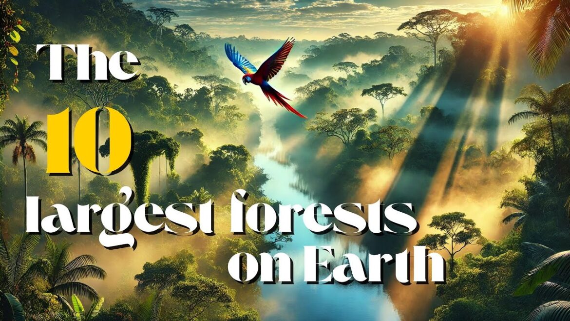 The Greatest Forests in The World | Best Forest in The world | Travel video 4K The Greatest Forests in The World | Best Forest in The world | Travel video 4K