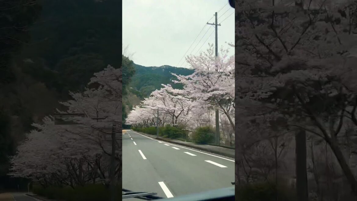 A Lots Of Sakura Flowers On The Street. #viralvideo #travel #sakura #japan #flower #nature #roadtrip