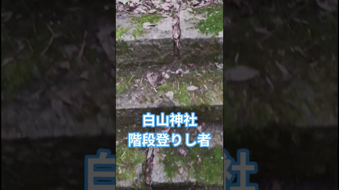 【佐渡めぐり】#白山神社#新潟県#佐渡市#神社#まつり#階段#伝統#獅子舞#はる