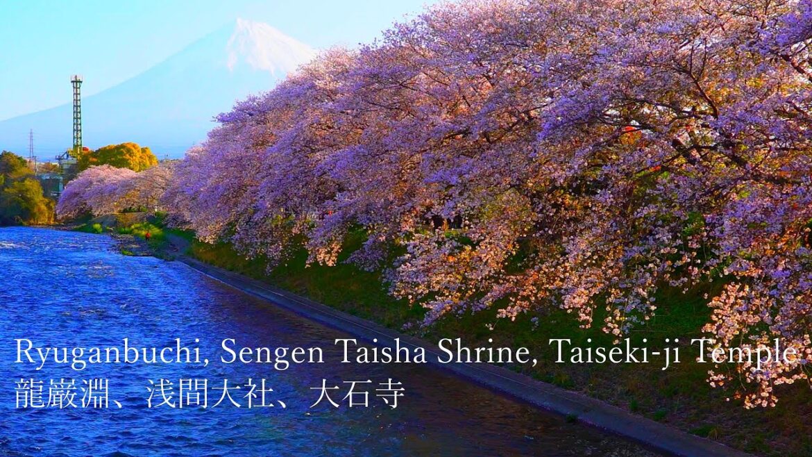 “Cherry Blossoms and Mt. Fuji that look like paintings” Ryuganbuchi, Taiseki-ji Temple, etc. “Cherry Blossoms and Mt. Fuji that look like paintings” Ryuganbuchi, Taiseki-ji Temple, etc.