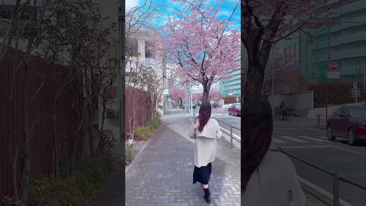 Spring in Nagoya 🌸🌸 #japanspring