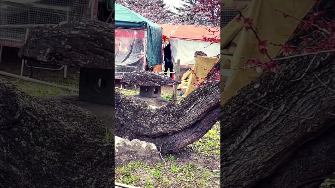 伊達政宗公ゆかりの臥竜梅⭐︎東北散策#japan #travel #petit bonheur#小さな幸せ#仙台#伊達政宗#地下鉄#東西線#公園#shorts