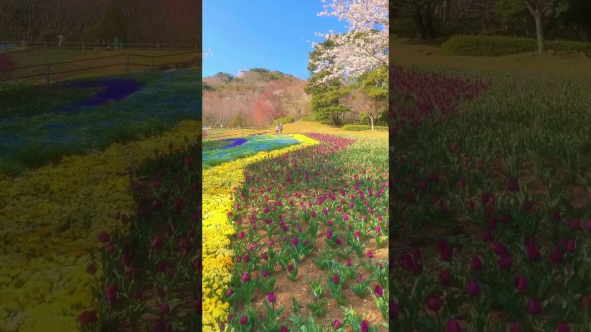 Hinoyama Park / 火の山公園　#travel #japantravel #visitjapan #japan #旅行 #yamaguchi #shimonoseki #山口県 　#下関