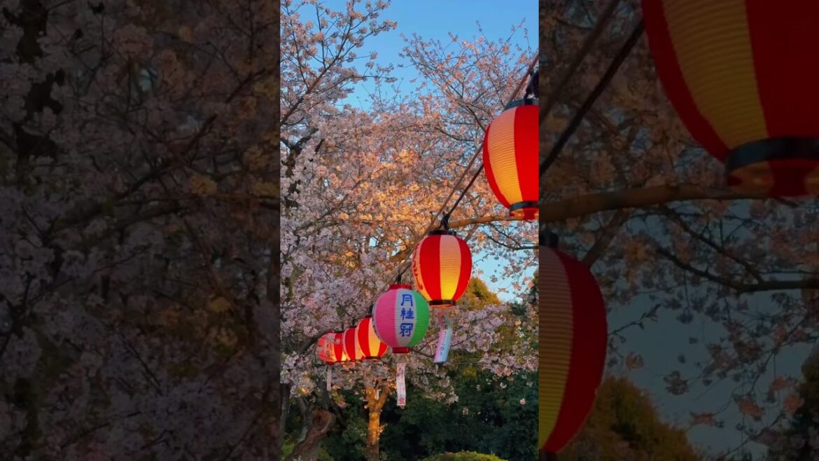 Nishi Park / 西公園　#travel #japantravel #japan #visitjapan #旅行 #nishioark #福岡 #fukuoka #sakura #桜