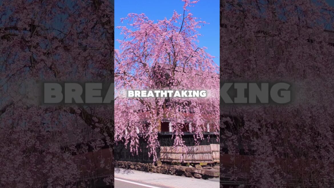 Kakunodate – The Little Kyoto of the North #kakunodate #akita #japan #travelshorts #japantravel