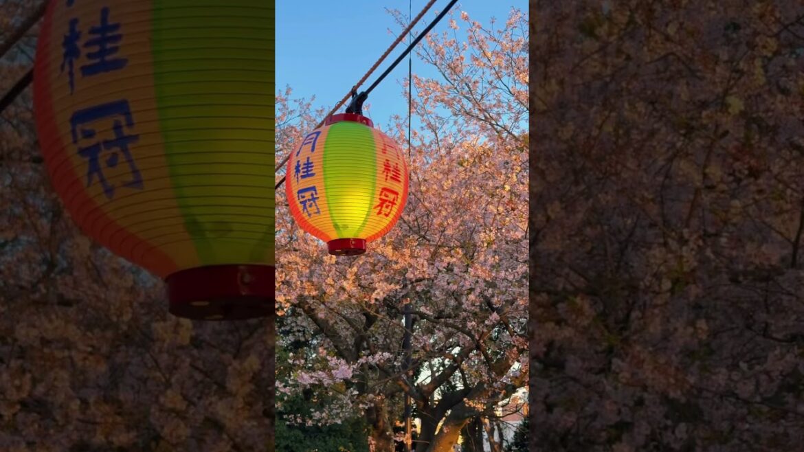 Nishi Park / 西公園　#travel #japantravel #japan #visitjapan #旅行 #nishioark #福岡 #fukuoka #sakura #桜