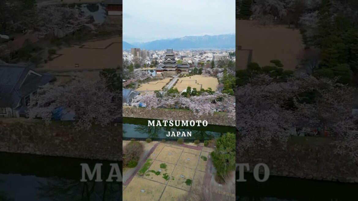 【空から見た！桜満開の国宝松本城】