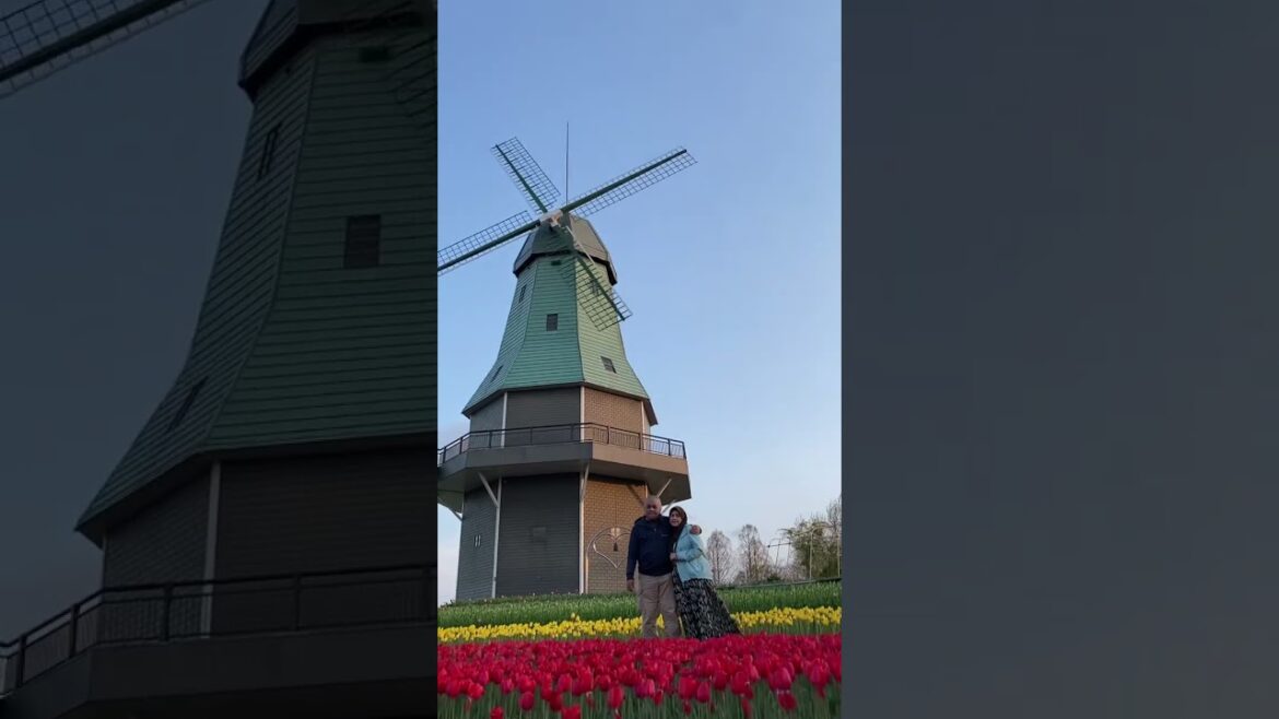 Sakura..Kasumigaura Koen..#sakura #tulip #lifeinjapan #shortvideo #japan #travel