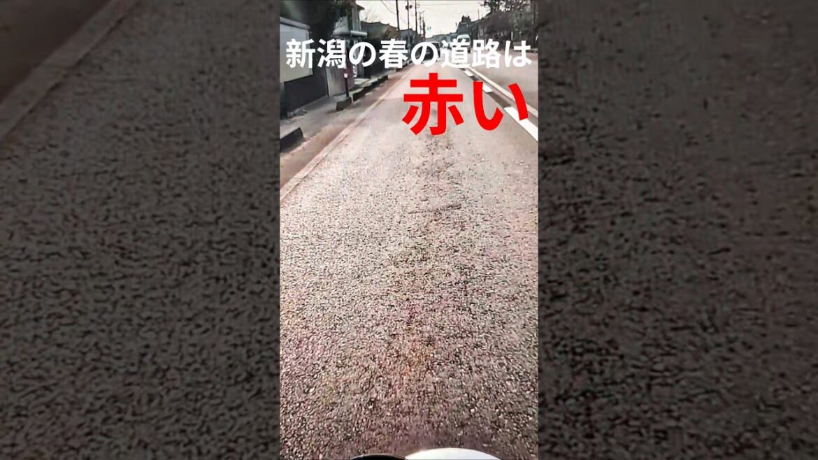新潟の春の道路は赤い