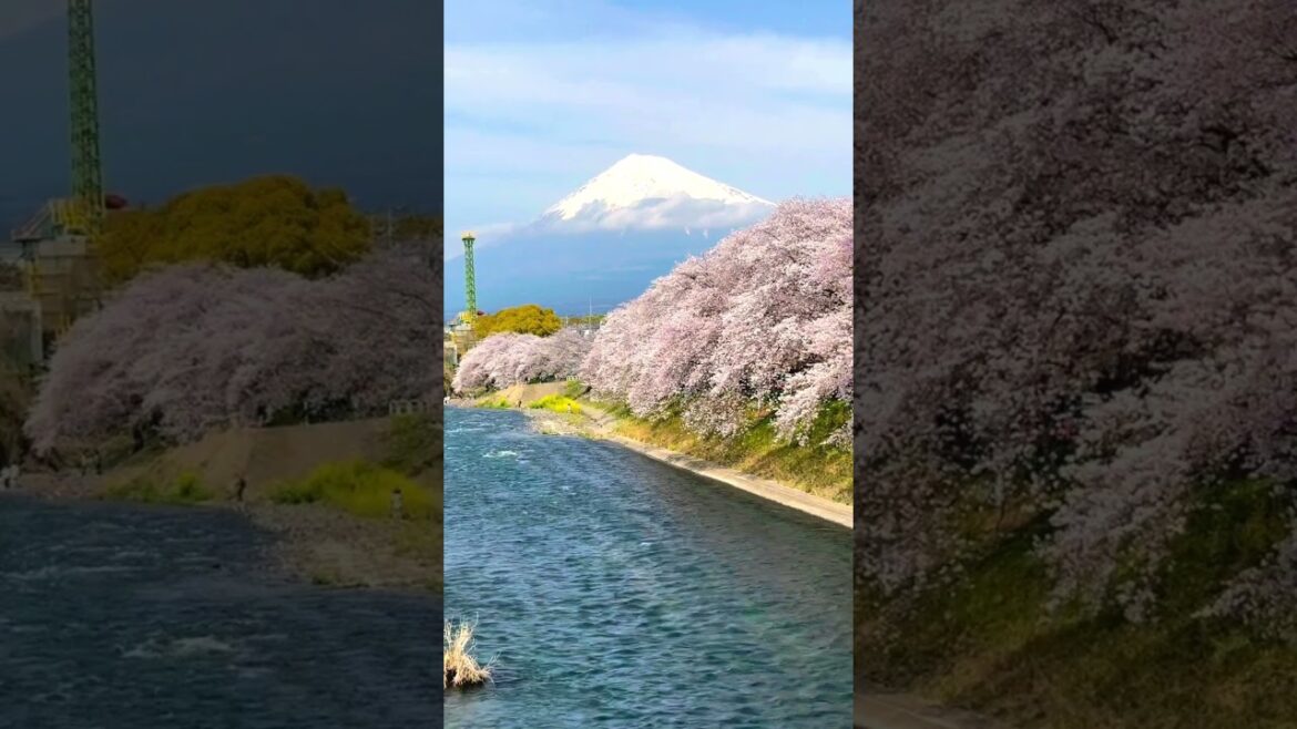 Hidden Gem in Shizuoka: Ryugakyo Gorge – A Serene Cherry Blossom Spot Under Mount Fuji 🌸🗻