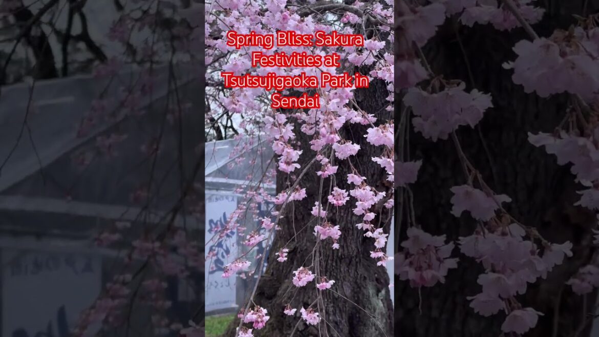 Spring Bliss: Sakura Festivities at Tsutsujigaoka Park in Sendai