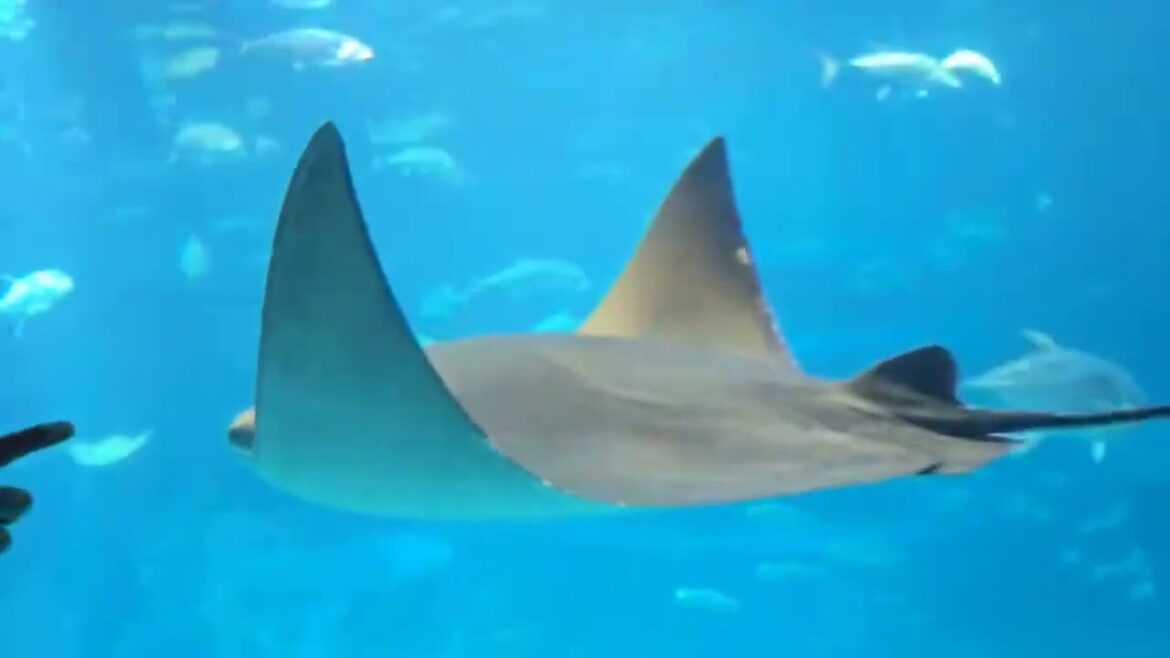 Highlight 9:28 – 14:28 from JAPAN TRIP = DAY 3 – OSAKA TOURIST SIGHTSEEING AQUARUIM 1 OF THE BIGGEST Highlight 9:28 – 14:28 from JAPAN TRIP = DAY 3 - OSAKA TOURIST SIGHTSEEING AQUARUIM 1 OF THE BIGGEST