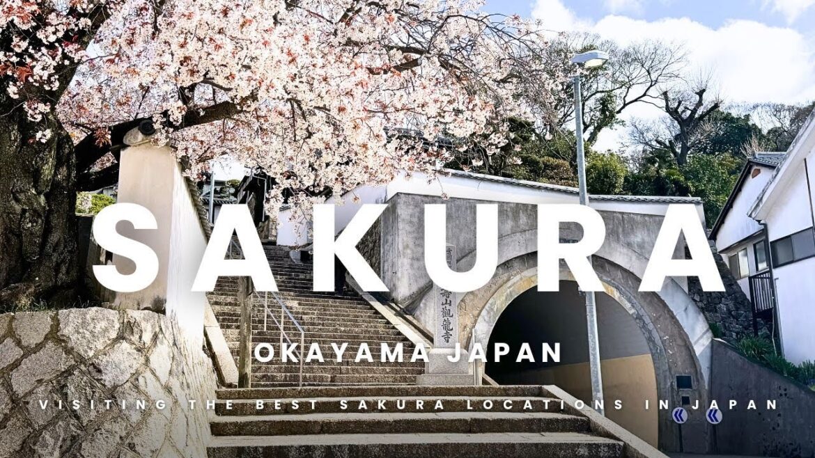 Exploring Okayama’s Stunning Sakura - Japan's Springtime Cherry Blossoms
