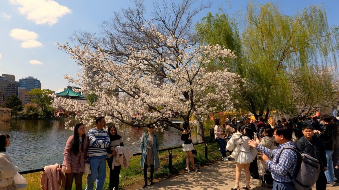 Tokyo city walking tour at springs | Japan Walk Tokyo city walking tour at springs | Japan Walk
