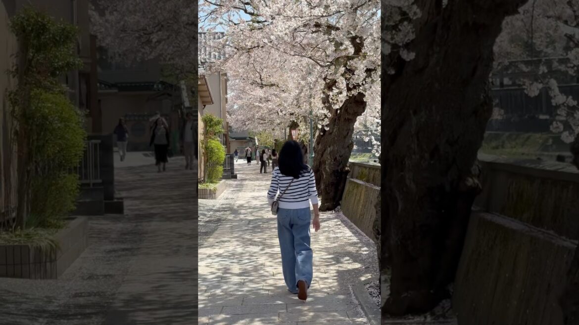 Sakura journey in Japan 🌸🌸🌸 | On Jerra’s List #travel #sakura #cherryblossoms #spring