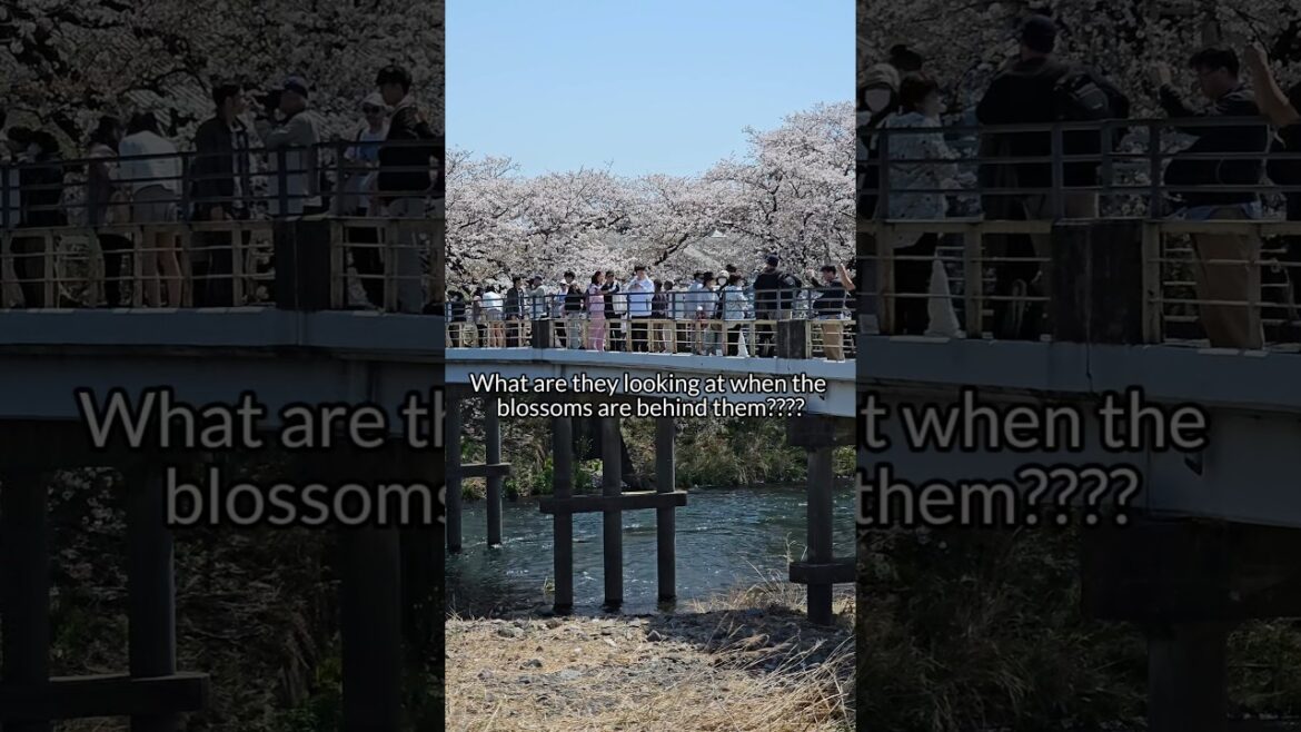 Little did I know the actual view they were looking at 😳#cherryblossom #japan #mtfuji