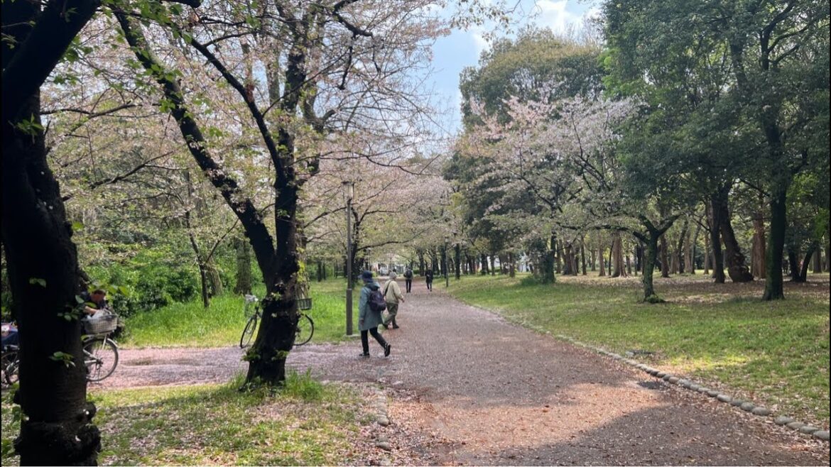 Sakura Sakura Sakura Hanami Time in Osaka Japan Sakura Sakura Sakura Hanami Time in Osaka Japan