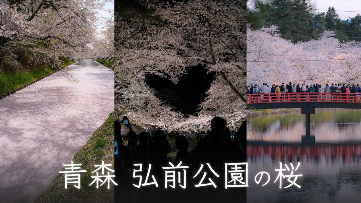 【青森旅行】弘前公園の桜でお花見！ 花筏やハートの桜を見てきました