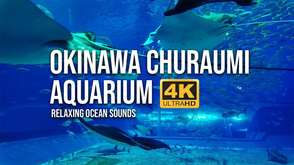 Okinawa Churaumi Aquarium – Relaxing Ocean Sounds (4K Aquarium Tour) Okinawa Churaumi Aquarium – Relaxing Ocean Sounds (4K Aquarium Tour)