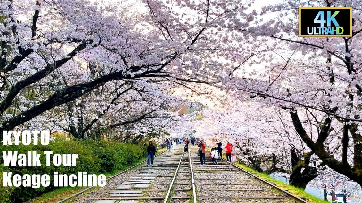 Kyoto walk tour in Keage incline 4K cherry blossom 2025 Japan