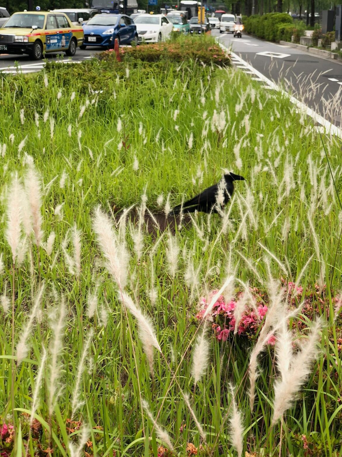 Your essential guide to visiting Tokyo, Japan Yahoo news home