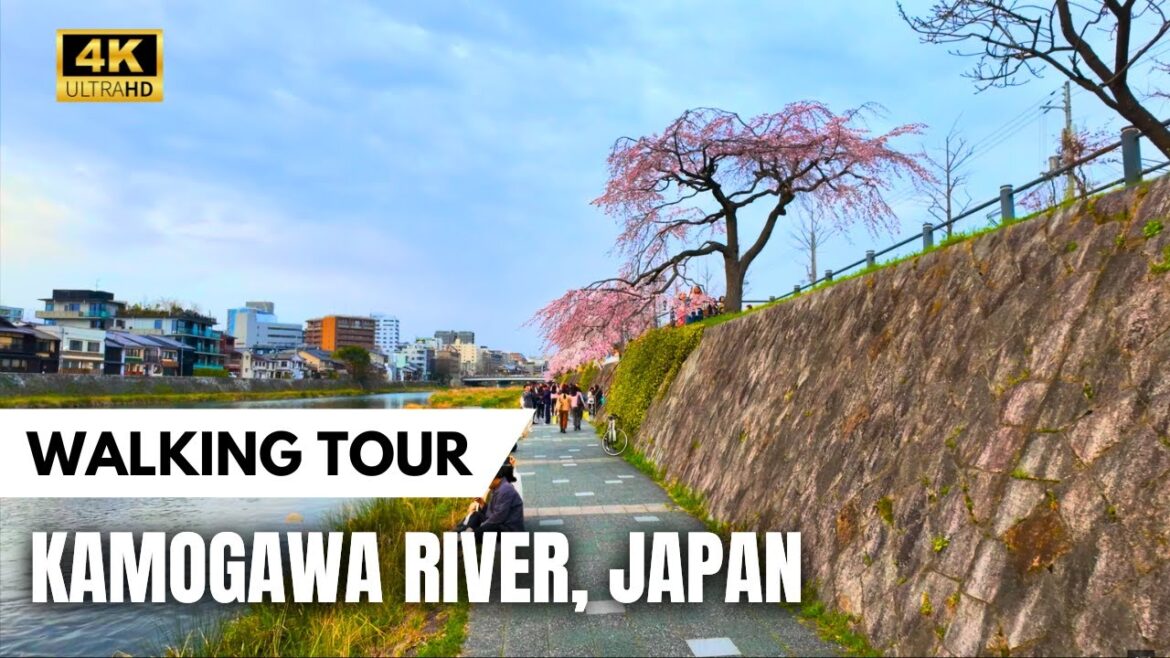 KYOTO SCENIC RIVER STROLL AT SUNSET! Kamogawa 鴨川 Walking Tour [4K60 HDR]