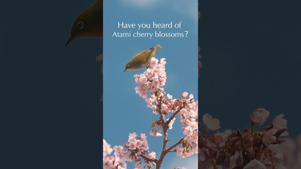 Atami Japan Travel🌸Breathtaking Cherry blossom in atami Atami Japan Travel🌸Breathtaking Cherry blossom in atami