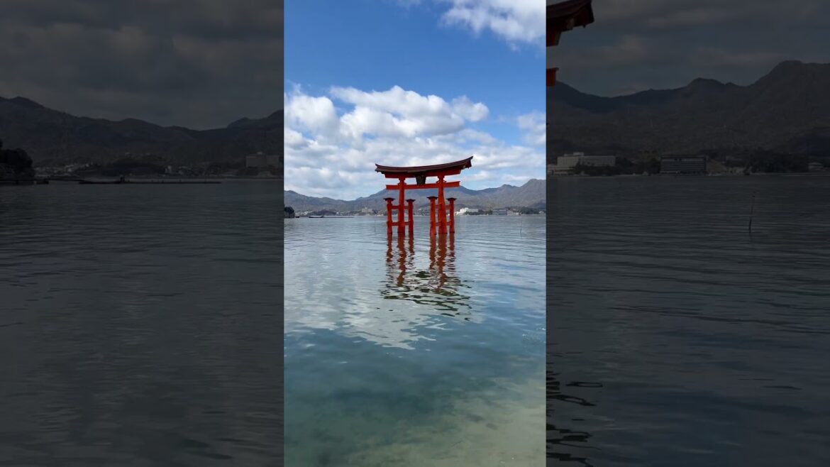 Tori de Miyajima 🇯🇵 #travel #nature #japan Tori de Miyajima 🇯🇵 #travel #nature #japan