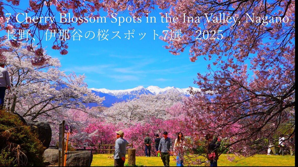 7 famous cherry blossom spots in Ina Valley, Nagano. Takato was amazing as expected! 7 famous cherry blossom spots in Ina Valley, Nagano. Takato was amazing as expected!