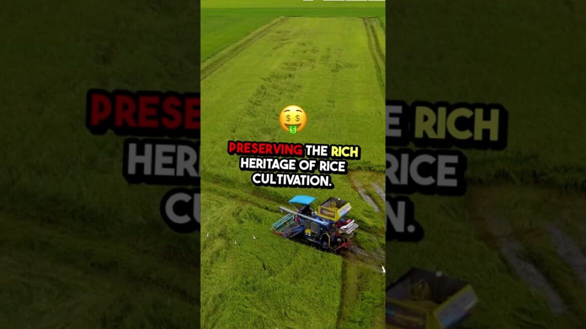 places in japan that don't feel real part 1|| Hamanoura Rice Terraces