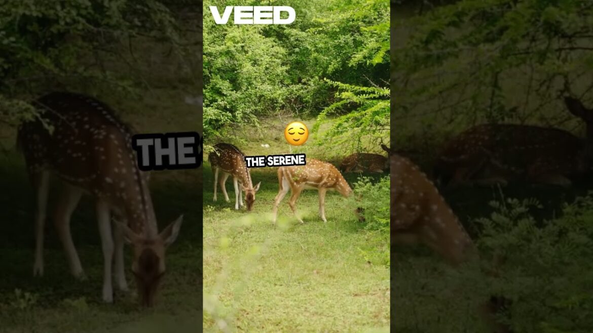 Unforgettable Japan Top 10 Must Visit Spots! #shortvideo #shorts #interestingfacts #didyouknow Unforgettable Japan Top 10 Must Visit Spots! #shortvideo #shorts #interestingfacts #didyouknow