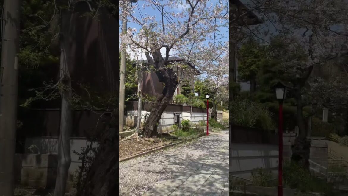 Sakura #chiba  #travel #japan #sakura #الربيع #أزهار #flowers #traveldestinations