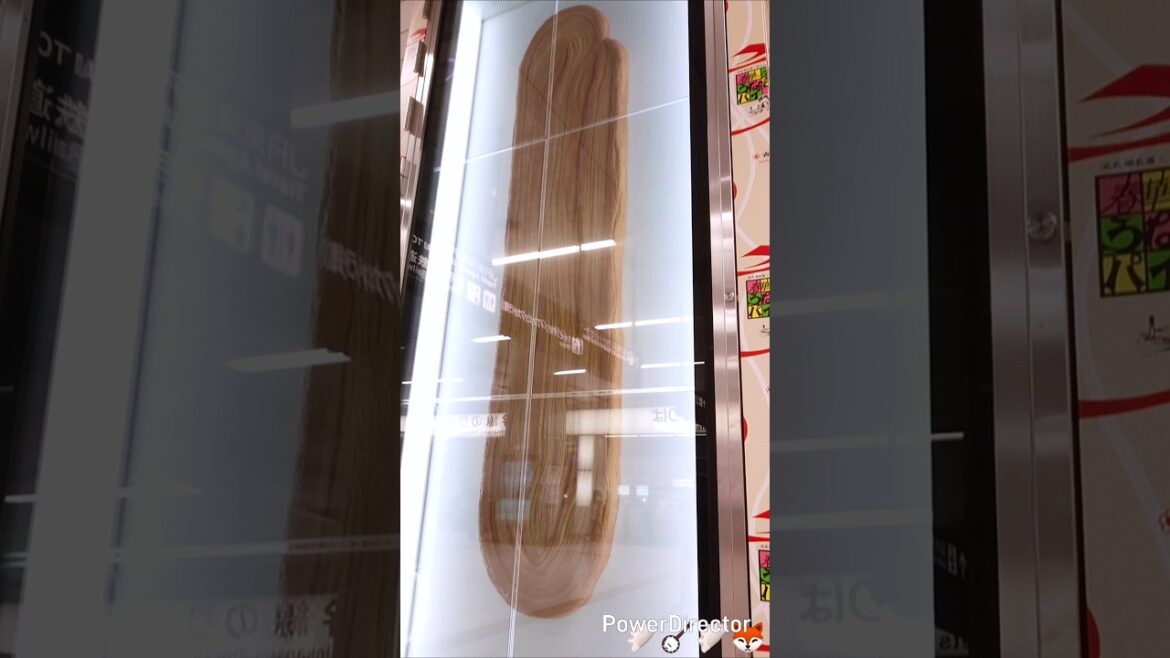 🪕Two gyoza restaurants in Hamamatsu, the city of music