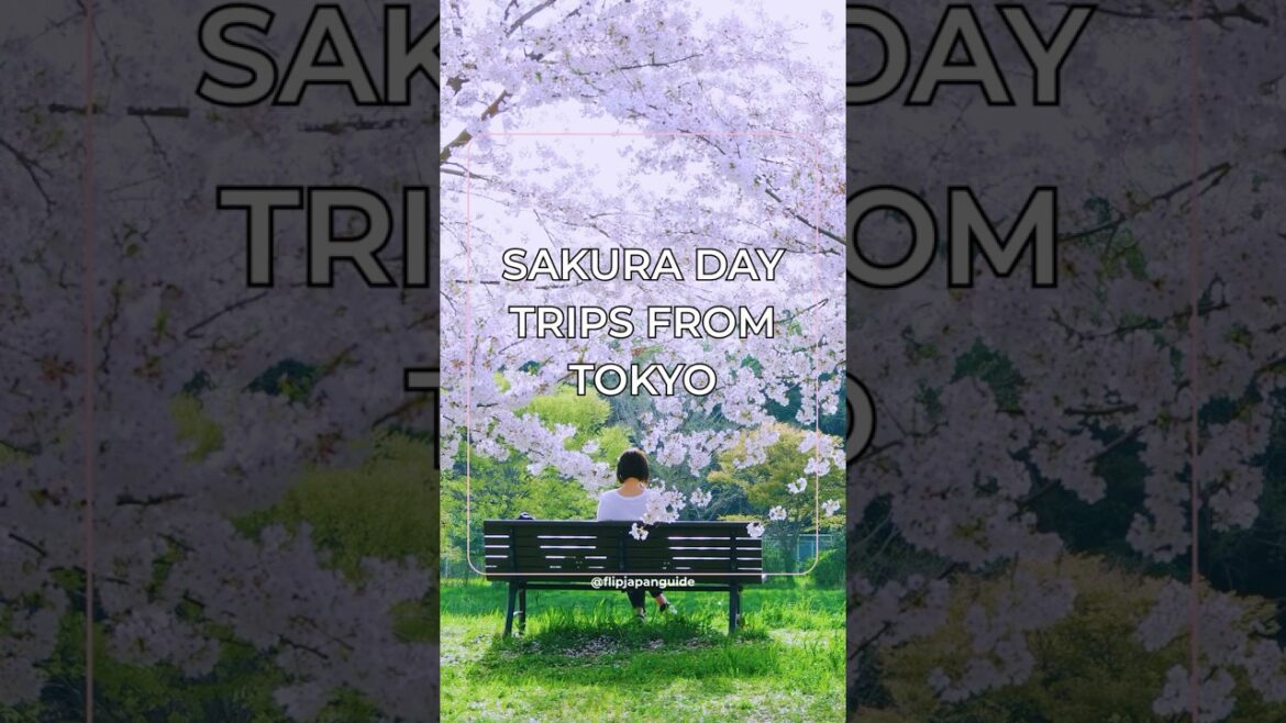 Cherry blossom day trips from Tokyo? Say less—these are GORGEOUS 🌸✨ Cherry blossom day trips from Tokyo? Say less—these are GORGEOUS 🌸✨