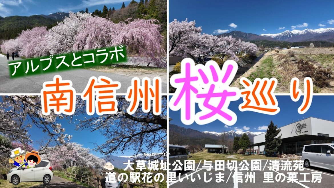 【南信州桜巡り】満開の桜は、残雪のアルプスとコラボで絶景でした。大草城址公園/千人塚公園/与田切公園/道の駅 花の里いいじま/信州 里の菓工房/信州まつかわ温泉 清流苑/杵原学校 【南信州桜巡り】満開の桜は、残雪のアルプスとコラボで絶景でした。大草城址公園/千人塚公園/与田切公園/道の駅 花の里いいじま/信州 里の菓工房/信州まつかわ温泉 清流苑/杵原学校