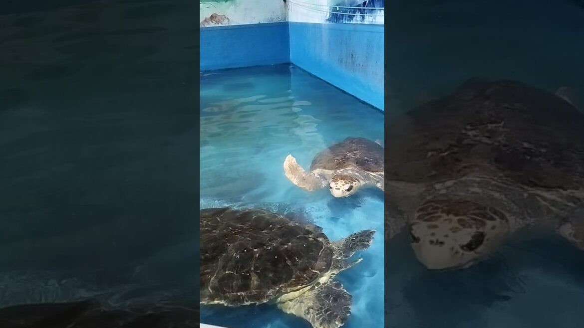 Turtle At Otaru Aquarium  #shorts #foryou #turtle #aquarium #otaruaquarium #travel #hokkaido #japan