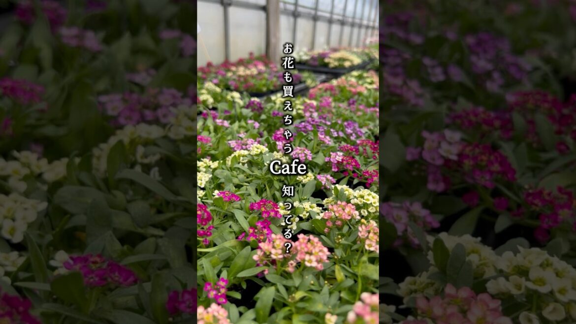 電車がすぐそばを通る穴場カフェ。北秋田の“映え”スポット『ふみきり野Cafe』🌸🚃春から初夏には、お花や野菜、ハーブなどの苗を販売！オープンガーデンも見逃せない！#akita#北秋田市#カフェ巡り