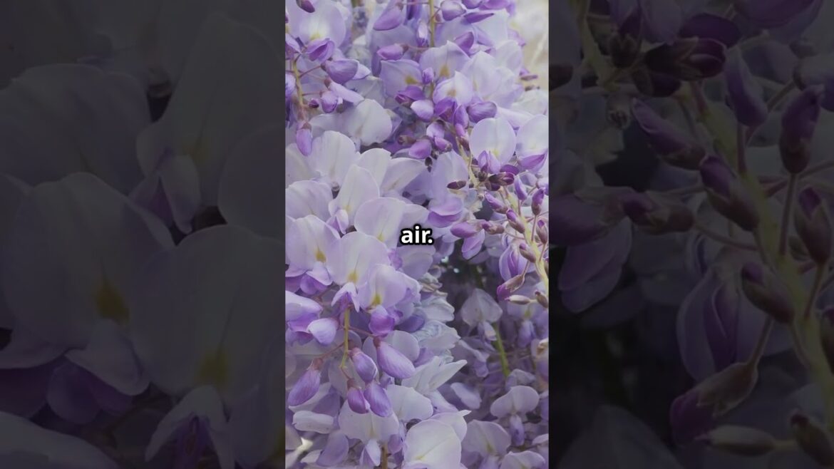 🔥This Flower Tunnel in Japan Feels Like a Real-Life Fairytale 🌸✨ #travelvlog #travel #travelshorts