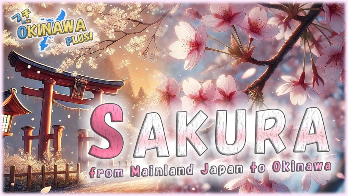 【🌸Japanese Sakura🌸】 From Mainland Japan to Okinawa: 日本の桜!【Petit OKINAWA PLUS!】【🇯🇵字幕👂】 【🌸Japanese Sakura🌸】 From Mainland Japan to Okinawa: 日本の桜!【Petit OKINAWA PLUS!】【🇯🇵字幕👂】