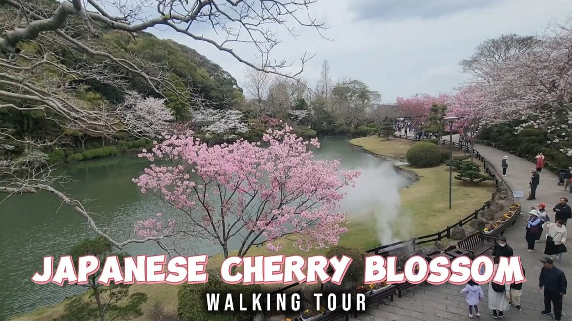 JAPANESE CHERRY BLOSSOM | Walking Tour in Beppu - Fukuoka - Miyajima - Takachiho - Kurashiki - Kyoto
