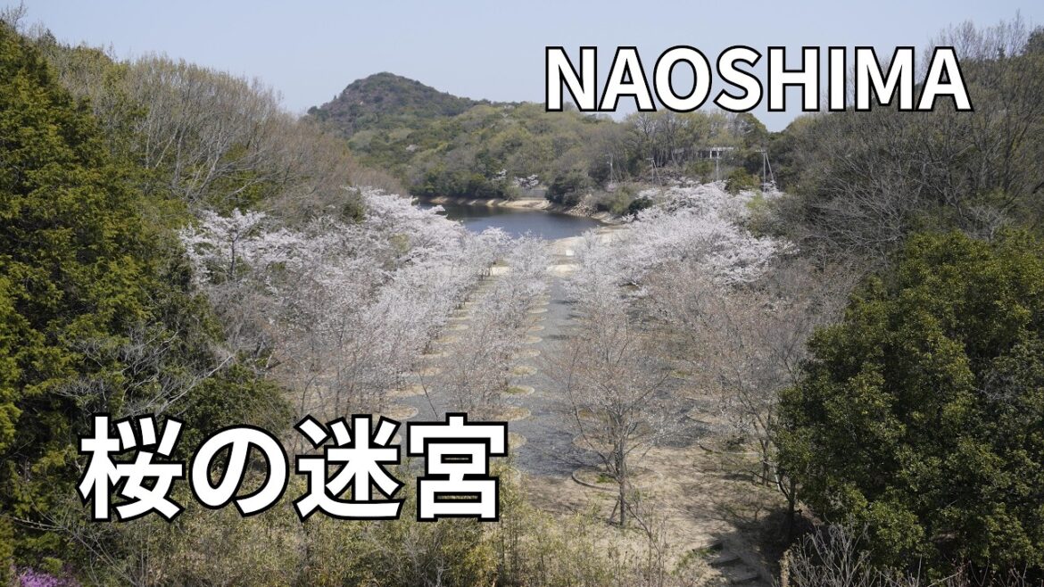 【直島Vlog】桜咲くアートの島へ！高松港発🌸 絶景の「地中の庭」と幻想的な「桜の迷宮」を巡る春旅 (約10分)