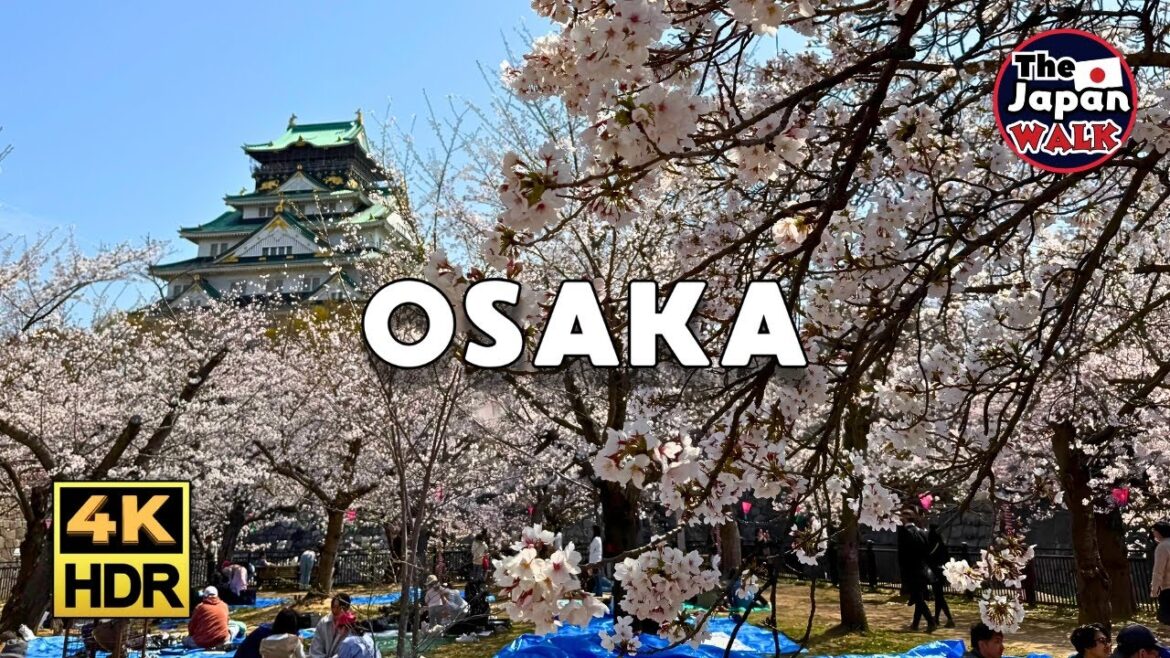 The Majestic Osaka Castle and the Beauty of Cherry Blossoms | Walking Tour | 4K | HDR