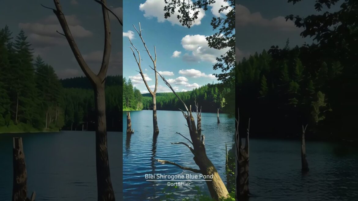 (일본여행)Travel in Japan - Biei Shirogane Blue Pond(白金青い池)