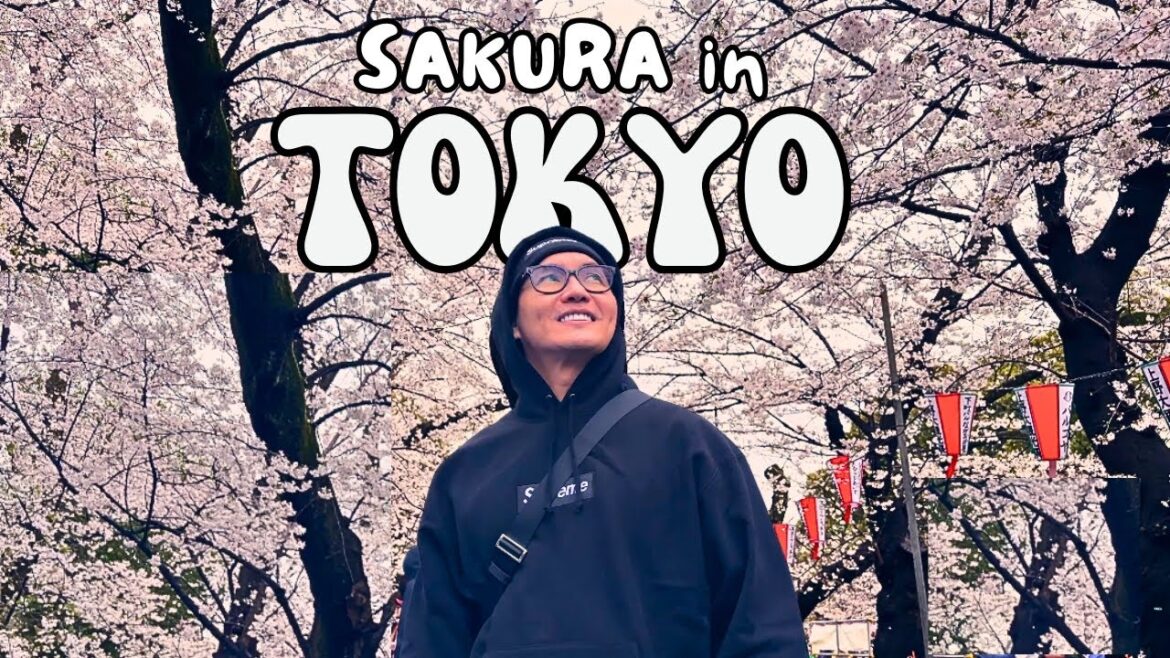 Sakura Spots in Tokyo, Michelin Ramen, Exploring Ueno, Akihabara