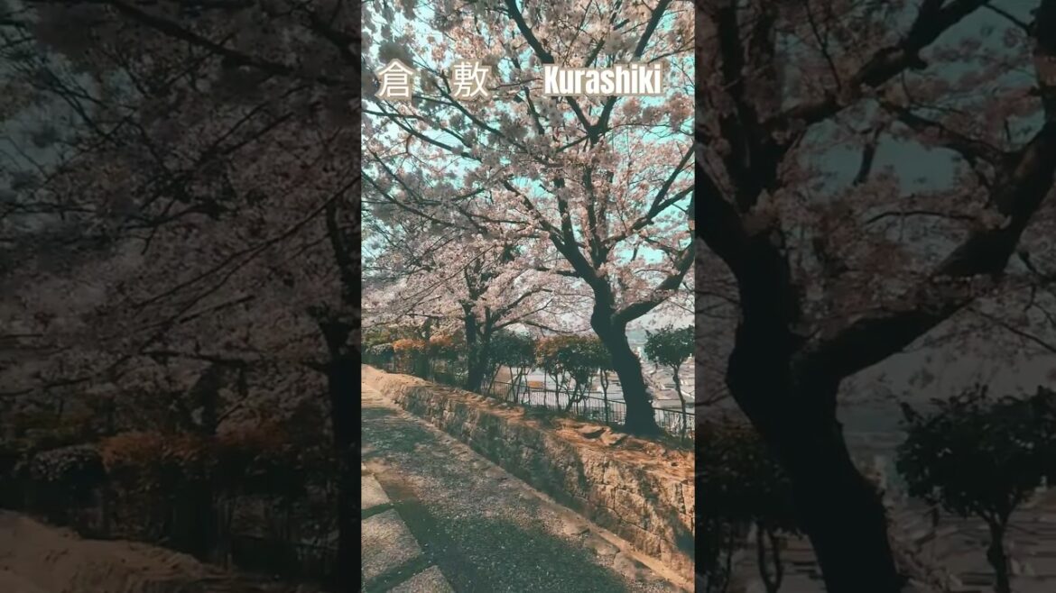 【倉敷　Kurashiki】#桜　#サクラ　#さくら　#cherry