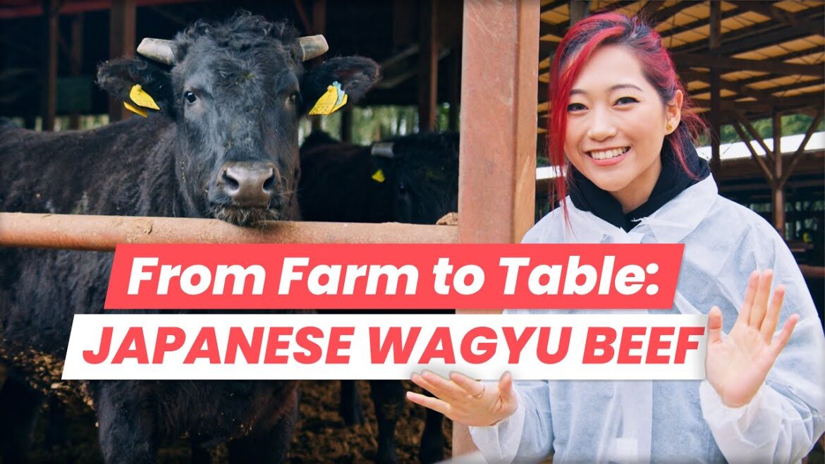 The Journey of Japanese Wagyu: From Kobe Beef Farm to Osaka Yakiniku Restaurant! The Journey of Japanese Wagyu: From Kobe Beef Farm to Osaka Yakiniku Restaurant!