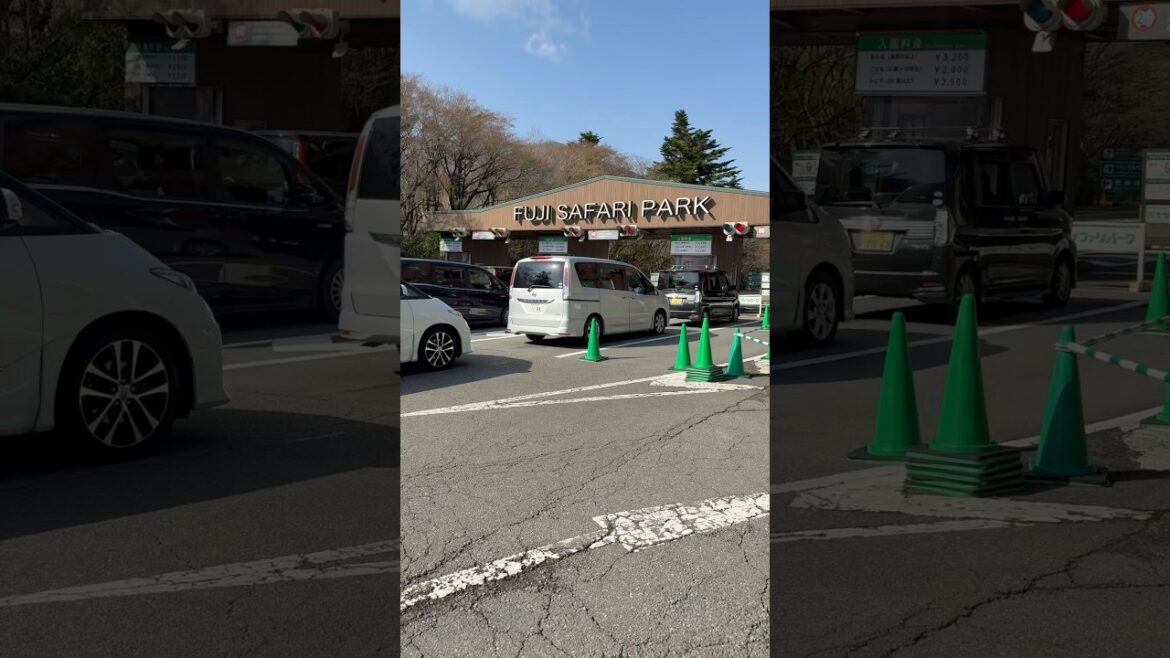 Saturday, April 5, 2025 at 8:19 | Fuji Safari Park, Susono City, Shizuoka Prefecture, Japan #japan