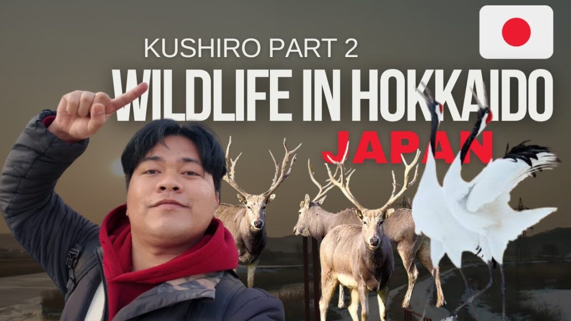 Kushiro Part 2: Searching for the Japanese Red-Crowned Crane (Tancho) & Heading to Hakodate Hokkaido Kushiro Part 2: Searching for the Japanese Red-Crowned Crane (Tancho) & Heading to Hakodate Hokkaido
