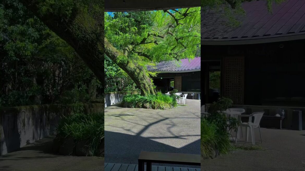 Spring is coming🍃#japan #tokyo #日本 #travel #vibes #nature #spring #foryou