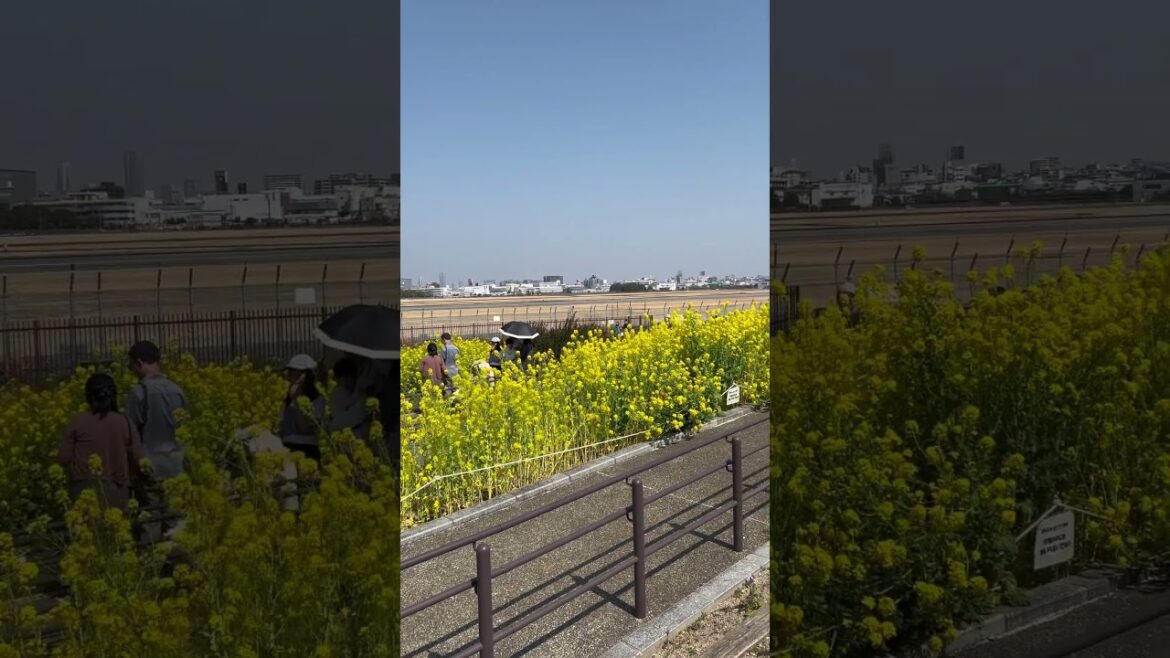 【OSAKA】Everyday Common Scene – Itami Sky Park 【OSAKA】Everyday Common Scene - Itami Sky Park